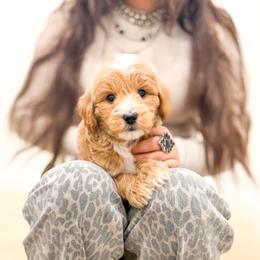 Bronco - Cream male Goldendoodle puppy in Salem, Utah from Karmadoodlee