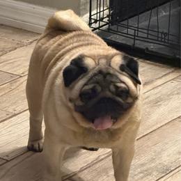 Wilson - Pug