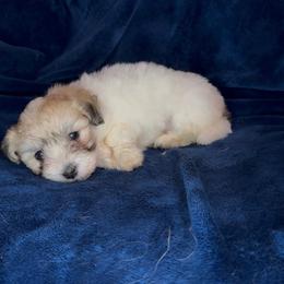 KitKat - Tri-color female Coton de Tulear puppy in North Augusta, South Carolina from Furever Cotons