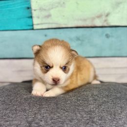 Nala - Red and white female Pomsky puppy in Krum, Texas from Paw-Some Pomskies