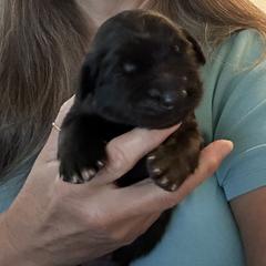 Leonberger Puppies from Desert Magick Leonbergers