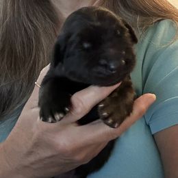 Leonberger Puppies from Desert Magick Leonbergers