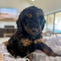 Pink - Phantom female Goldendoodle puppy in Indiahoma, Oklahoma from Farm Fresh Doodles