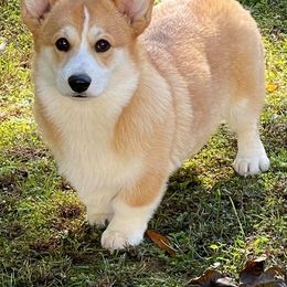 Georgia - Pembroke Welsh Corgi