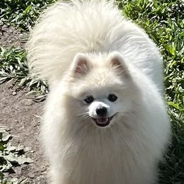 Gem 💎 - Pomeranian