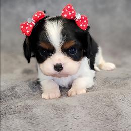 Harriet - Tri-color female Cavalier King Charles Spaniel puppy in Romeoville, Illinois from KonopkaKennelsLLC