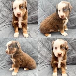 Red tri male 1 - Red tri male Miniature Australian Shepherd puppy in Brooker, Florida from Honey, I Shrunk the Aussies
