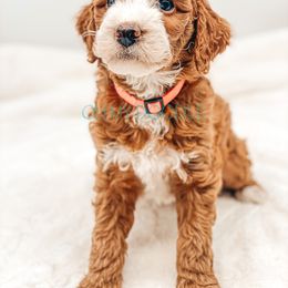 Cavapoo and Goldendoodle Puppies from Oh My Mini Doodle