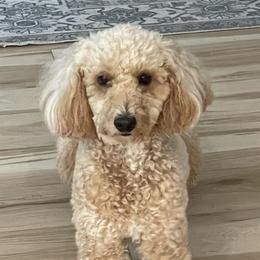 Goldendoodles from Tumbling Creek GoldenDoodles