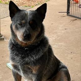 Timber - Australian Cattle Dog