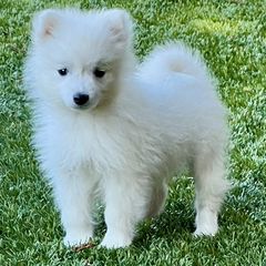 Japanese Spitzs from Excalibur Japanese Spitz