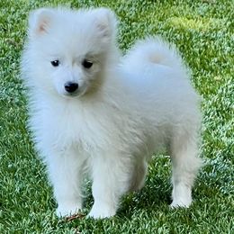 Japanese Spitzs from Excalibur Japanese Spitz