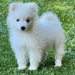 Japanese Spitzs from Excalibur Japanese Spitz