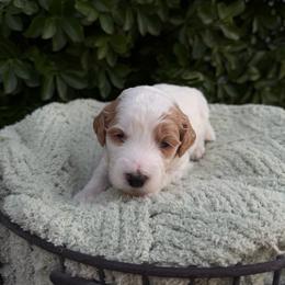 Gregory - Parti male Goldendoodle puppy in Barstow, California from Golden Desert Doodles