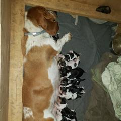 Elly May - Basset Hound