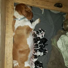 Elly May - Basset Hound