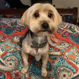 Rocc - Morkie