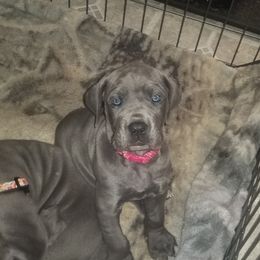 Great Dane Puppies from Big Friendly Great Danes