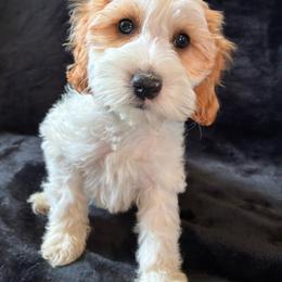 Sneezy - Brown and white male Cockapoo puppy in Adrian, Oregon from ApplebyFarm