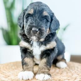 Jack - male Australian Mountain Doodle puppy in Sharpsburg, Georgia from Steindoodles