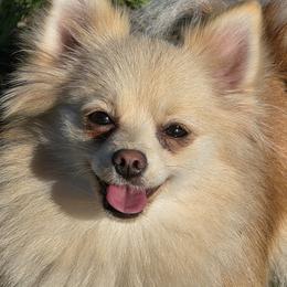 Pomeranian All Grown Up from Nathalie Bastin
