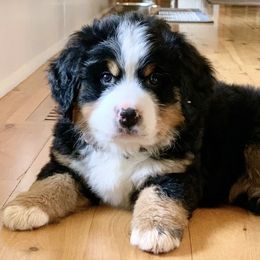 Bernese Mountain Dogs from Rockin Porch Bernese Mountain Dogs