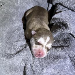 Tokyo - Brown and white male Siberian Husky puppy in Avoca, Michigan from Repurposed Paradise Farm