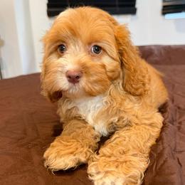 Basia - Red and white female Cockapoo puppy in Queens, New York from The 2 Musketeers_Cockapoos