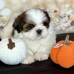 Sweet pea - Black gold and white female Shih Tzu puppy in Silver Lake, Oregon from Bling Shih Tzu