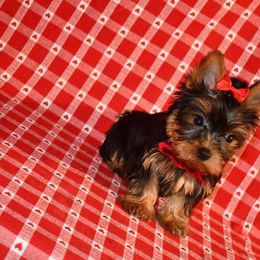 Marissa - Blue and gold Yorkshire Terrier puppy in Maple Heights, Ohio from Yorkiesllc