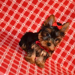 Marissa - Blue and gold Yorkshire Terrier puppy in Maple Heights, Ohio from Yorkiesllc