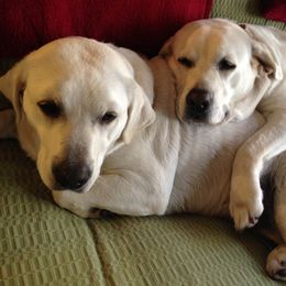Labrador Retriever All Grown Up from Karen Powell