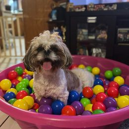 Benito - Shih Tzu