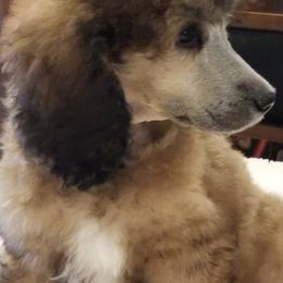 Poodles from Jazzy's Standards poodles