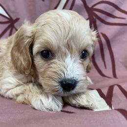 Girl 2 - Red female Cavapoo puppy in Palm City, Florida from Cookies & Cream Sundae