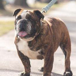 Ollie - Bulldog