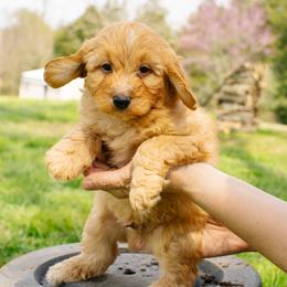 Blonde Boy - Cream male Aussiedoodle puppy in Burkesville, Kentucky from Bline’s Awesome Aussies & Doxies at the Bline Family Farm