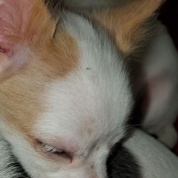 Boy 1 - Fawn and white male Chihuahua puppy in Oklahoma City, Oklahoma from Teacup Chihuahuas and Friends