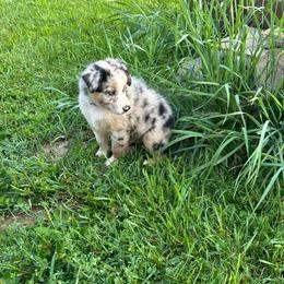 Boy 2 - Blue - Australian Shepherd puppy from MP Aussies