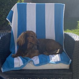 Dachshund Puppies from Aster Creek Kennel