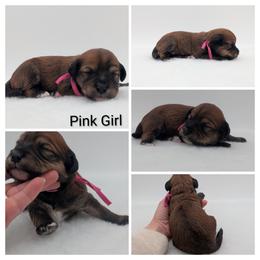 Pink Girl, Sable Abstract - Wheaten female Whoodle puppy in Kalispell, Montana from Countryman Whoodles