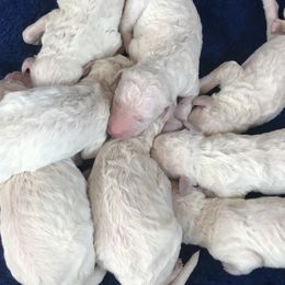 Poodle Puppies from Aura & Luxe Poodles