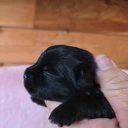 Boy 1 - Parti male Yorkshire Terrier puppy in Mountain Grove, Missouri from Precious Puppies