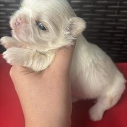 Boy 1 - Cream and white male Shih Tzu puppy in Lakeland, Florida from Sunshine Shih Tzus