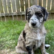 Bordoodle Puppies from Bordoodles of Maine