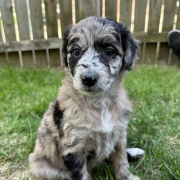 Bordoodle Puppies from Bordoodles of Maine