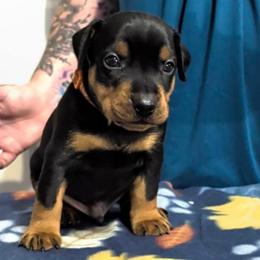 Black Male 2 - Black male German Pinscher puppy in Chatham, Virginia from WMHK9/Roolyn German Pinschers