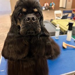 Montana - Cocker Spaniel