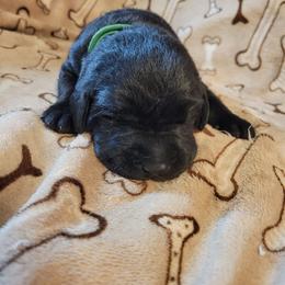 Mr Green - Black male Labrador Retriever puppy in Deary, Idaho from Sunset Pines Labradors