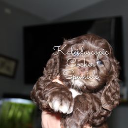 Cocker Spaniel Puppies from Kaleidoscopic Creations